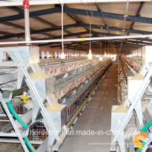 Equipamento Avícola Automático para Frangos de Corte e Camadas
